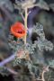 13JoshuaTree - 31